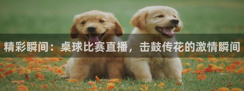 360蓝狐直播：精彩瞬间：桌球比赛直播，击鼓传花的激情瞬间