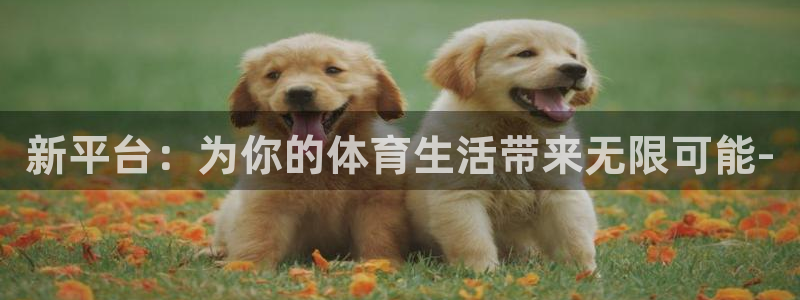 360篮球赛事直播：新平台：为你的体育生活带来无限可能-
